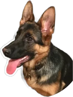 🌟 emoji Gerda_dog🐺 Telegram sticker 8 of 38