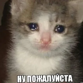 Sticker from чо