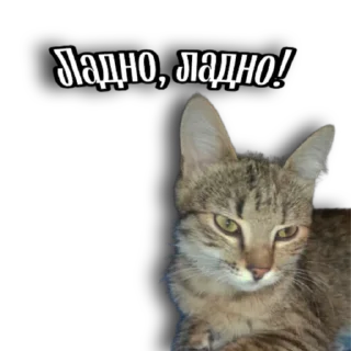 🤣 emoji Beseda FLP Telegram sticker 14 of 88