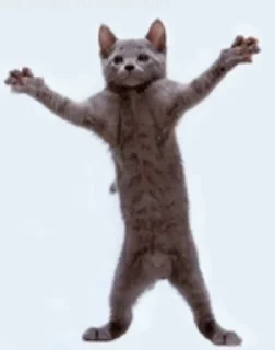💃 emoji @TVstickers cats Telegram sticker 6 of 50