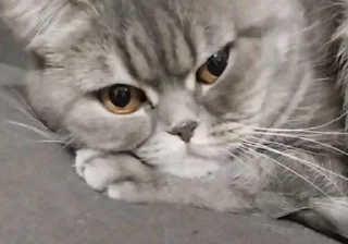 🤔 emoji Дуня Telegram sticker 7 of 60