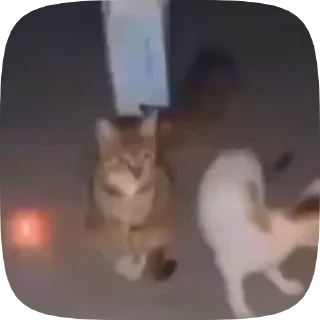 🐱 emoji Рандом видео Telegram sticker 14 of 27