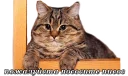 Sticker from blyat