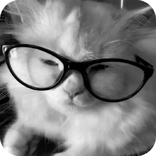 🥥 emoji пубертат Telegram sticker 12 of 74
