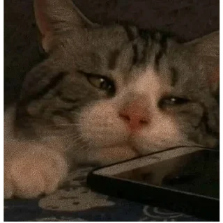 😞 emoji Tired cat Telegram sticker 5 of 28