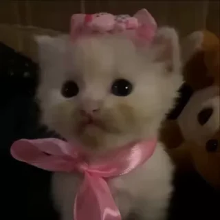 😻 emoji Каки пуки Telegram sticker 13 of 55