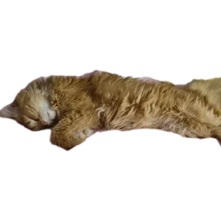 🐱 emoji Valera Edition Telegram sticker 19 of 22