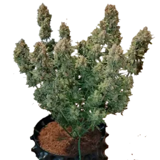 ☄ emoji ля ля ля ля Telegram sticker 14 of 71