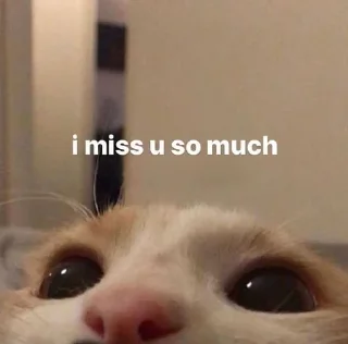 😞 emoji котики @ourburninghearts Telegram sticker 19 of 21
