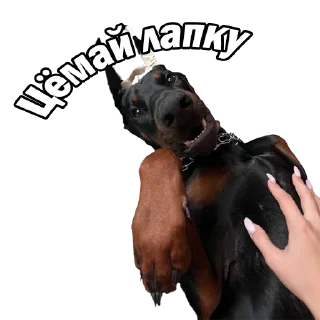 😘 emoji Grand&Sosiska Telegram sticker 14 of 33