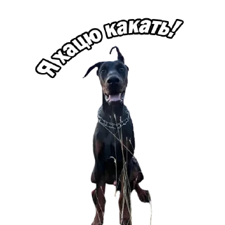 💩 emoji Grand&Sosiska Telegram sticker 13 of 33