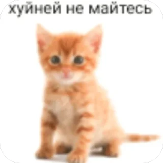 🐱 emoji 🍻Под шконкой🍻 @smnthx Telegram sticker 18 of 120