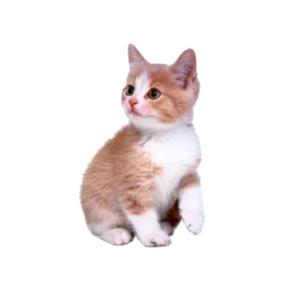 😽 emoji Няняняня💗🎀 Telegram sticker 6 of 9