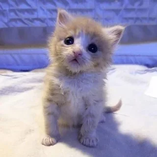 😦 emoji котёнки 2 Telegram sticker 3 of 80