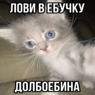 🤓 emoji котёнки 2 Telegram sticker 10 of 80