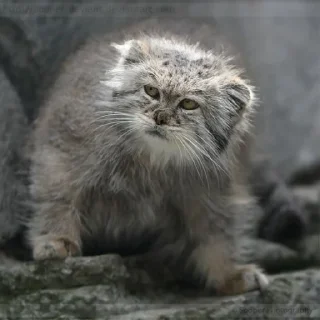 😒 emoji Manul Telegram sticker 12 of 29