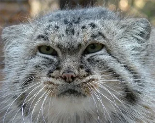 😕 emoji Manul Telegram sticker 11 of 29