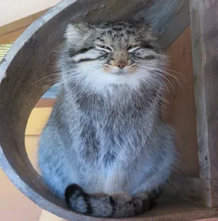 ☺️ emoji Manul Telegram sticker 20 of 29