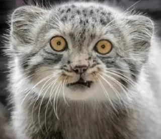 🤨 emoji Manul Telegram sticker 7 of 29