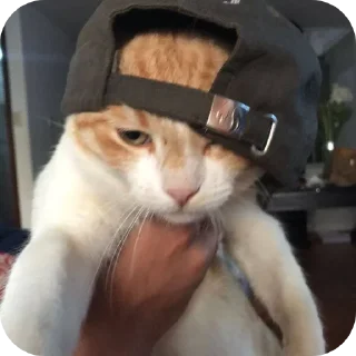 🐱 emoji Гуля ➡️ @EmojiRuBot Telegram sticker 23 of 29