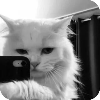 🐱 emoji Гуля ➡️ @EmojiRuBot Telegram sticker 21 of 29