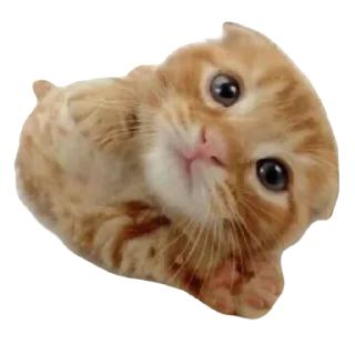 🤤 emoji 🏕️ Палатка – @DEPALATKA Telegram sticker 9 of 20