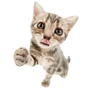 😄 emoji 🏕️ Палатка – @DEPALATKA Telegram sticker 15 of 20