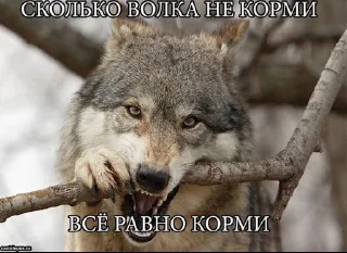🐺 emoji Ауф Telegram sticker 24 of 53