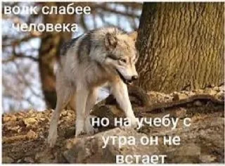 🐺 emoji Ауф Telegram sticker 10 of 53