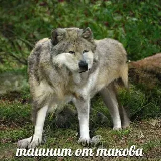 🐺 emoji Ауф Telegram sticker 9 of 53
