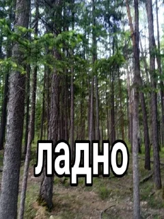 👍 emoji @dfkdfddk даун Telegram sticker 22 of 110