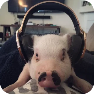 🐷 emoji свинки 🐷 Telegram sticker 7 of 15
