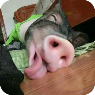 ☠ emoji свинки 🐷 Telegram sticker 14 of 15