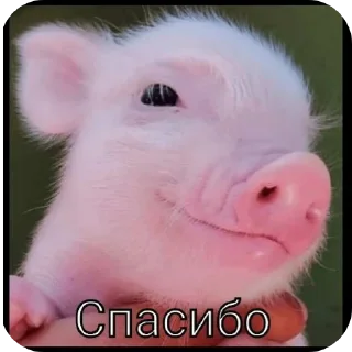 🤲 emoji свинки 🐷 Telegram sticker 6 of 15