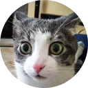 😳 emoji Cats Cats Cats Telegram sticker 6 of 18