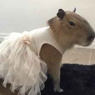 Sticker from capybara
