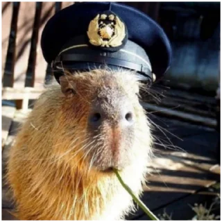 👮‍♂ emoji capybara Telegram sticker 13 of 119
