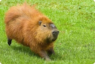 Sticker from Capybara