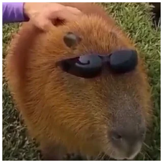 😎 emoji capybara Telegram sticker 6 of 119