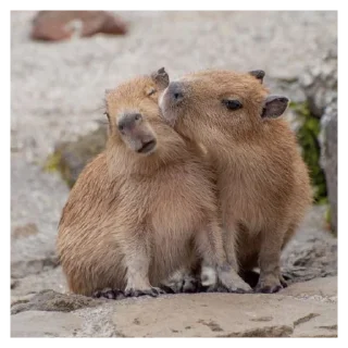 💋 emoji capybara Telegram sticker 8 of 119