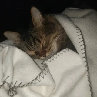 💤 emoji филипп килькоров Telegram sticker 23 of 46