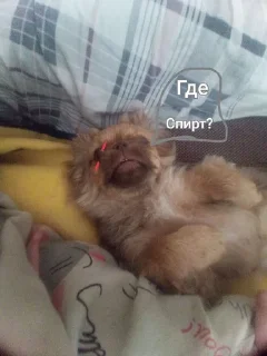 🤨 emoji Клёпа🤯 :: @chinafastlapsha12 Telegram sticker 8 of 35