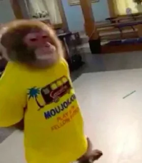 Sticker from Monkey