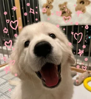 Sticker from puppy puppy puppy
