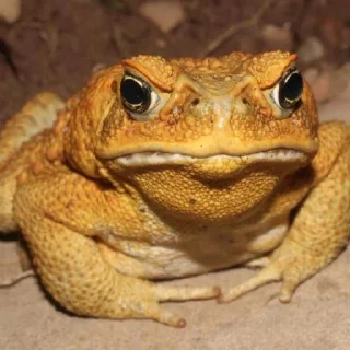 🐸 emoji Toads and Frogs Telegram sticker 8 of 48