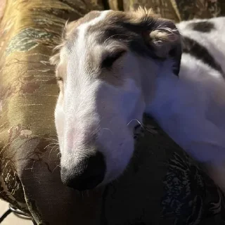 🌟 emoji Borzoi mod from @hwoyya Telegram sticker 6 of 120