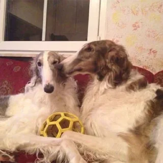💋 emoji Borzoi mod from @hwoyya Telegram sticker 15 of 120