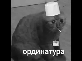 🎓 emoji Опять на работу Кот Pizdos Telegram sticker 24 of 49