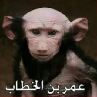 🐵 emoji لعن الله عمر Telegram sticker 15 of 28