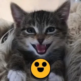 😀 emoji Brawl cats Telegram sticker 2 of 19